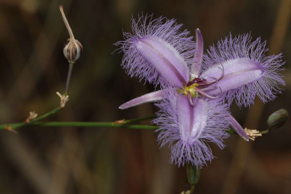 Image of Thysanotus sparteus R. Br.