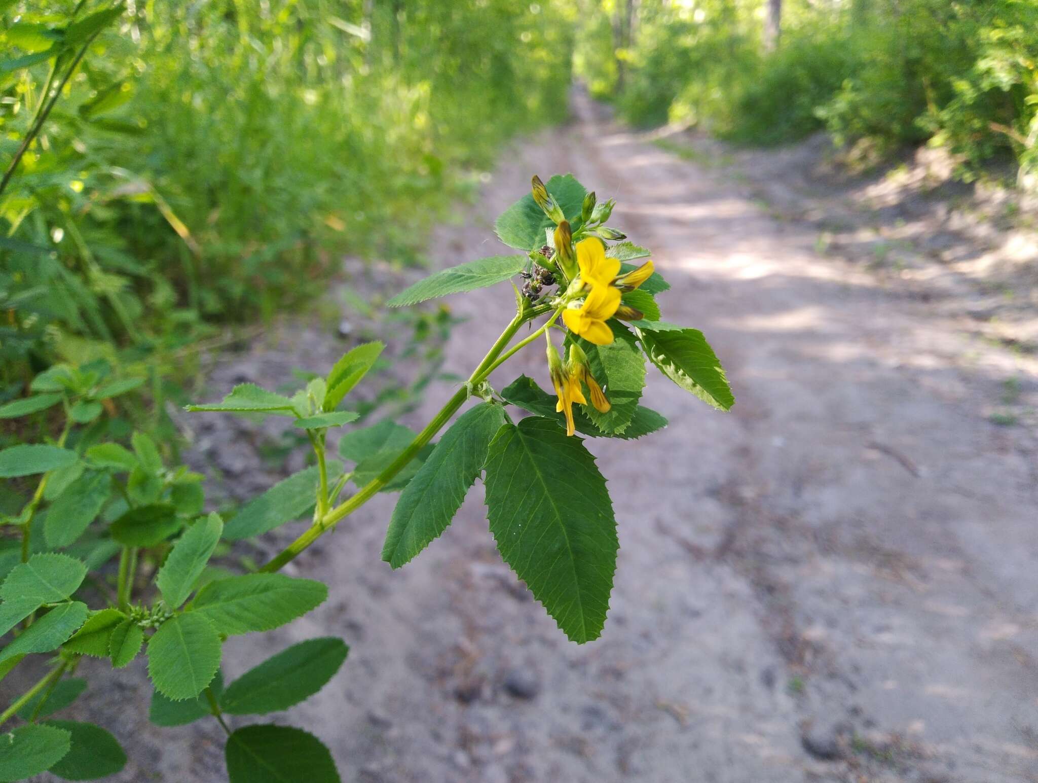 Plancia ëd Medicago platycarpa (L.) Trautv.