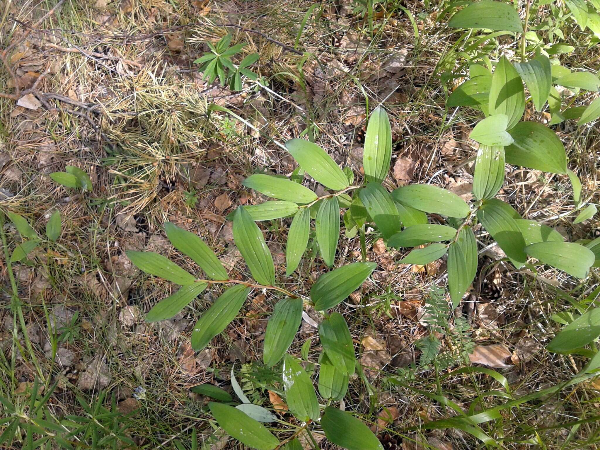 Image of Polygonatum odoratum var. odoratum