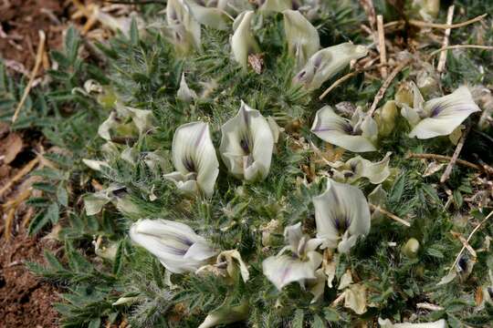 Plancia ëd Oxytropis includens Basil.