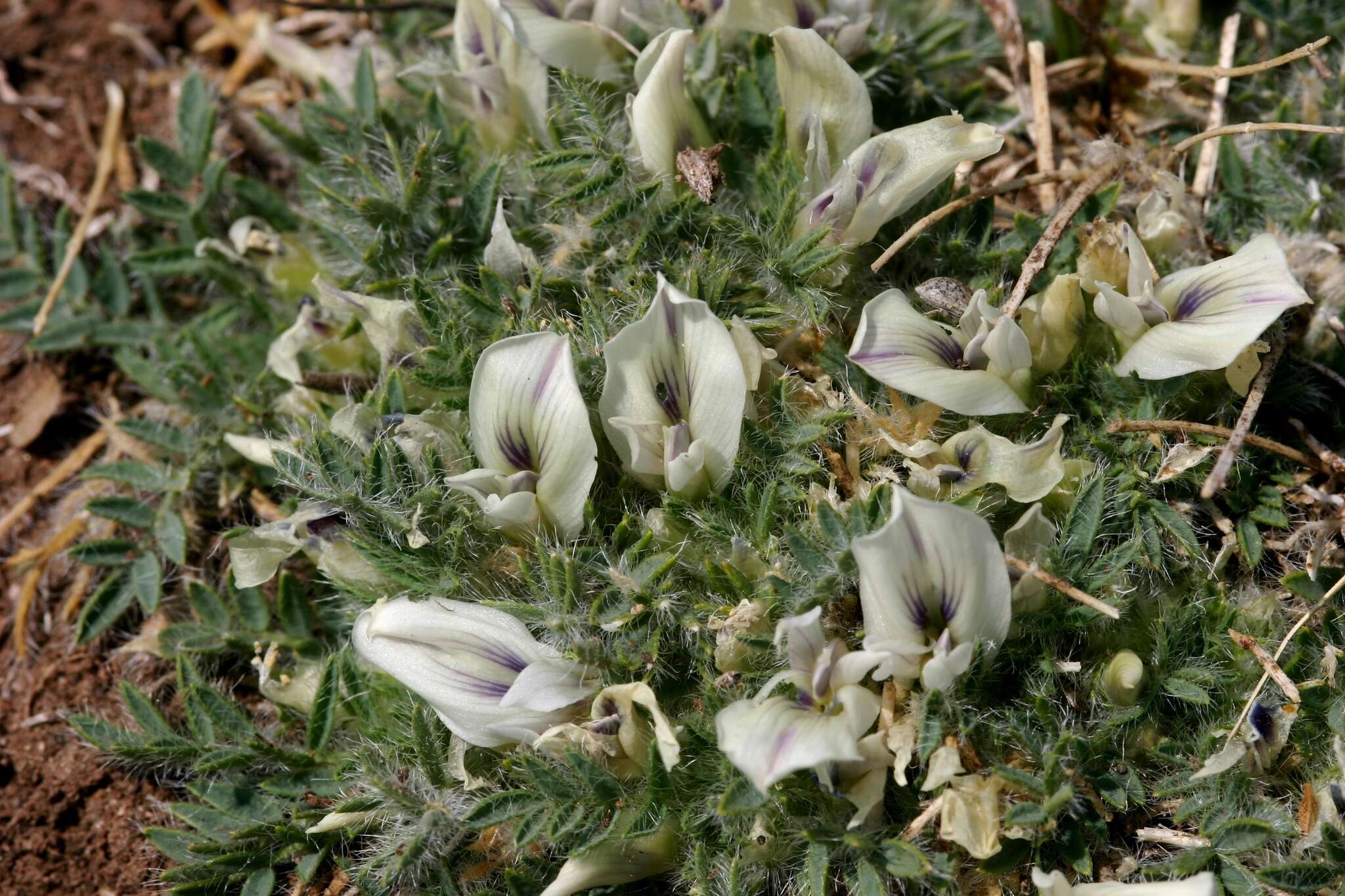 Image of Oxytropis includens Basil.