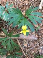 Image de Viola sheltonii Torr.