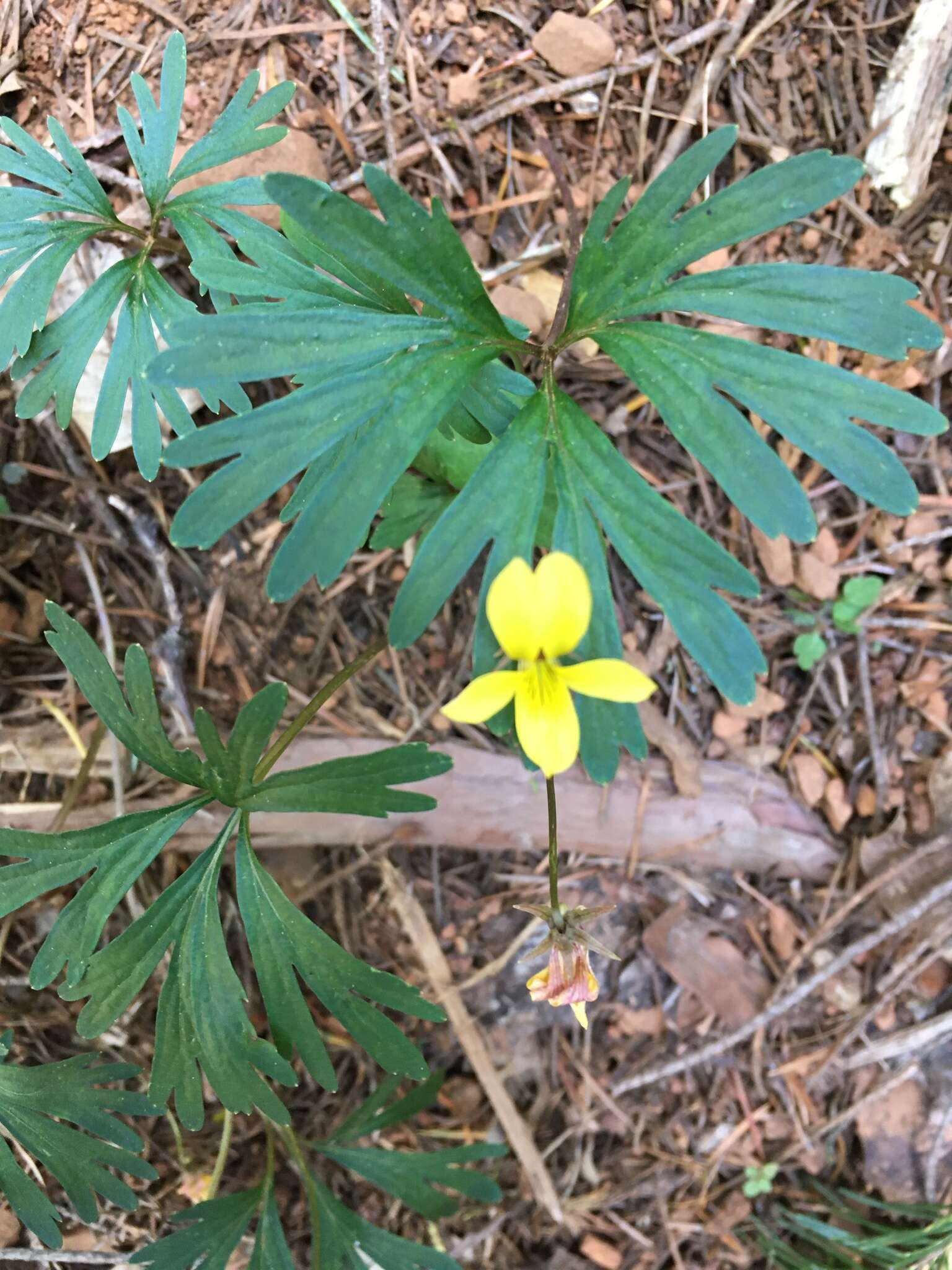 Image de Viola sheltonii Torr.