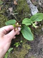 Image of Clustered lady's slipper