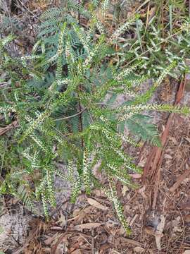 Thryptomene micrantha Hook. fil.的圖片