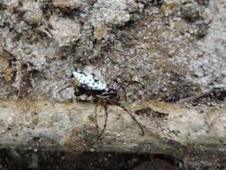 Image of White Micrathena