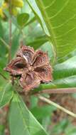 Image de Esenbeckia pumila Pohl