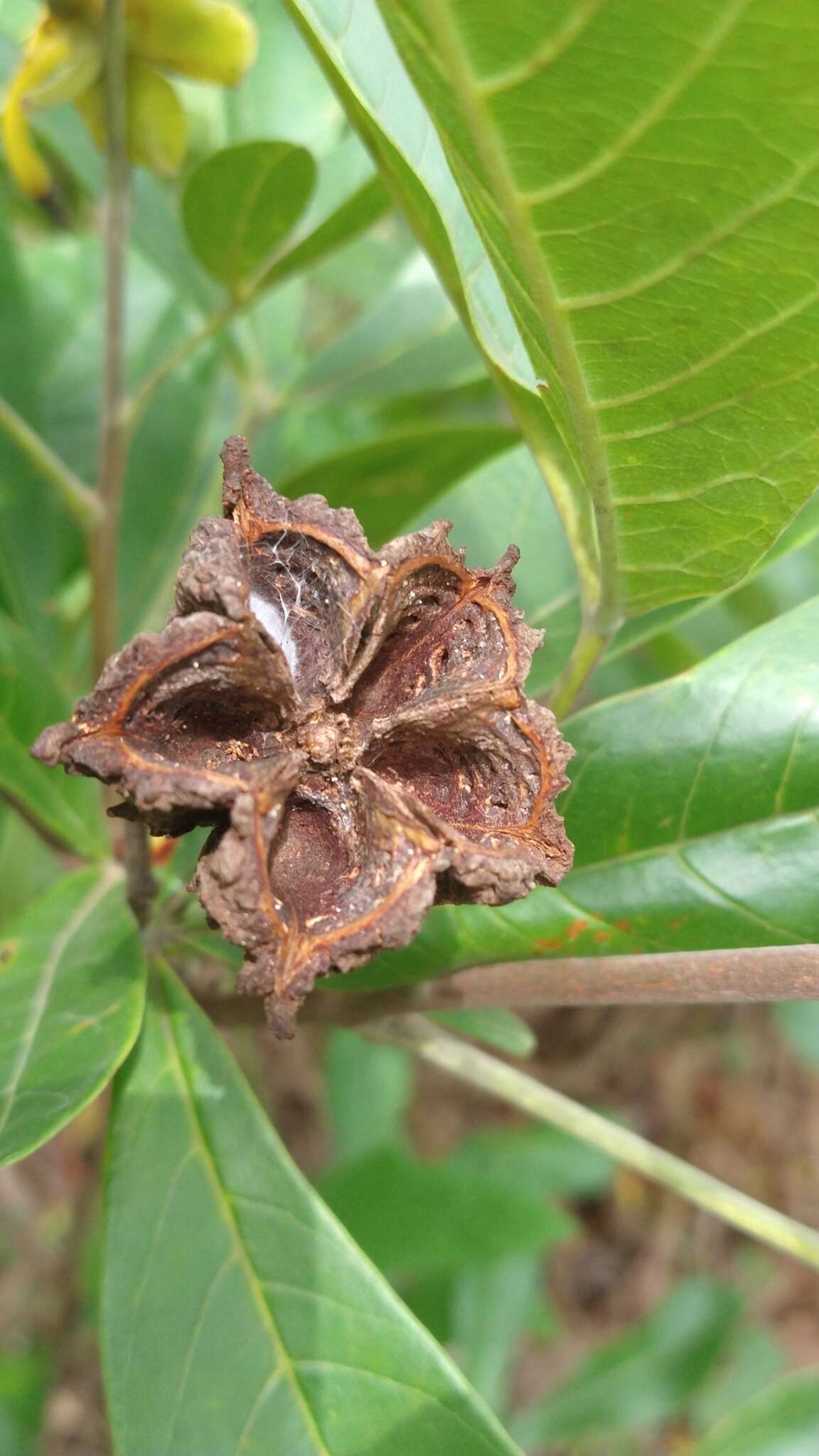 Image of Esenbeckia pumila Pohl