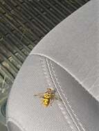 Image of Yellowjacket Hover Fly