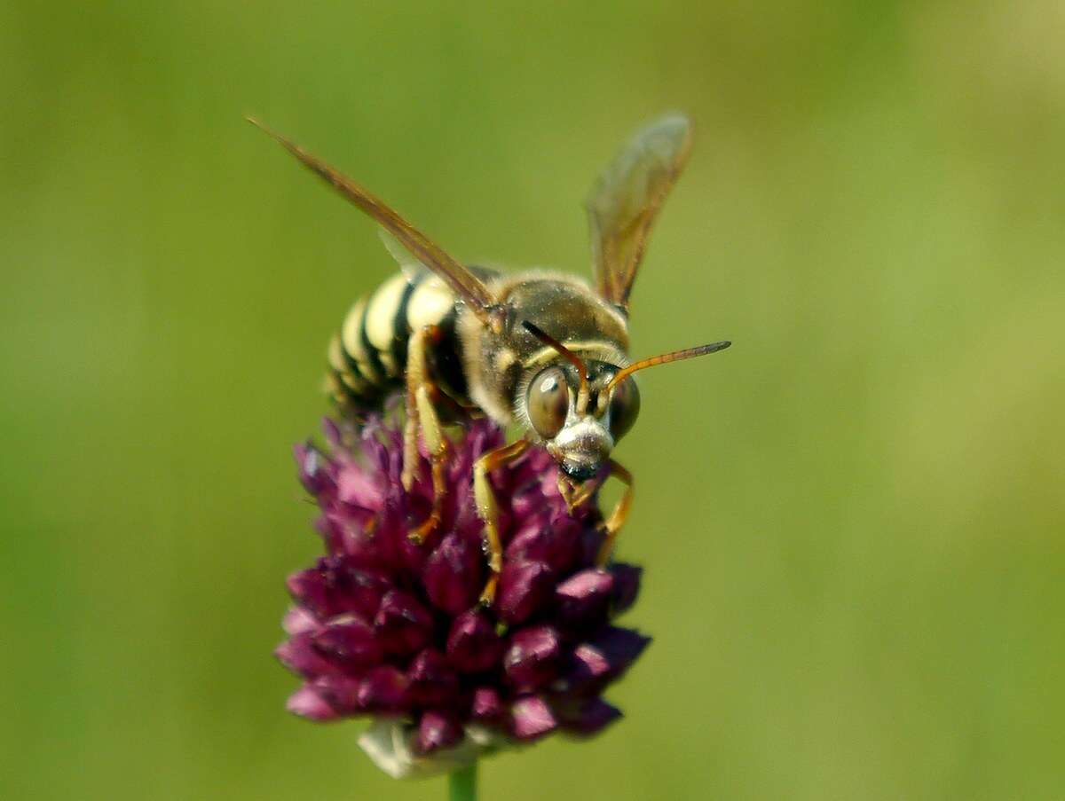 Image of Sphecius antennatus (Klug 1845)