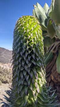 Image of Lobelia deckenii subsp. deckenii