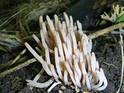 Image of Clavaria rubicundula Leathers 1956