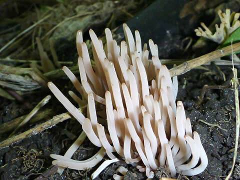 Clavaria rubicundula Leathers 1956 resmi