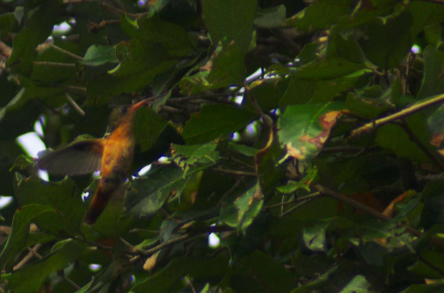 Image of Cinnamon Hummingbird