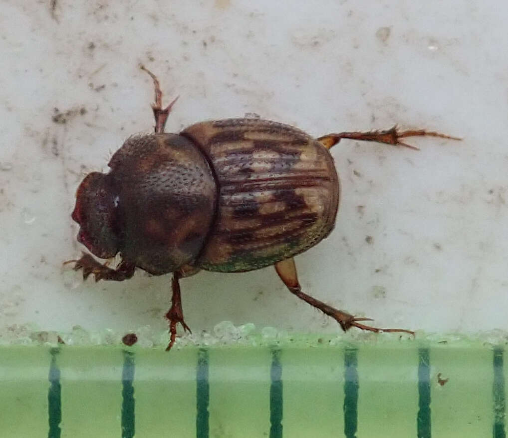 Image of Onthophagus (Furconthophagus) variegatus (Fabricius 1798)