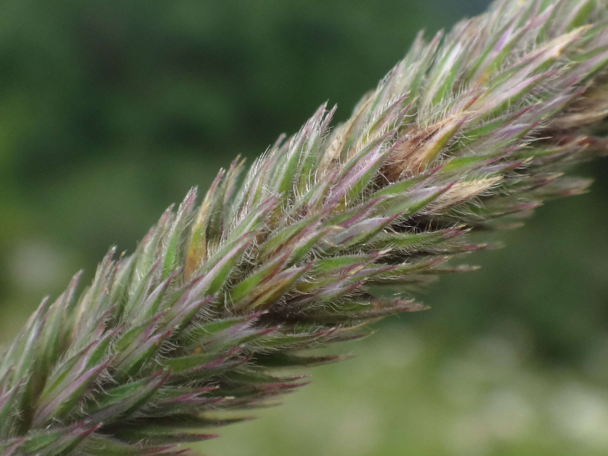 Phleum hirsutum Honck.的圖片