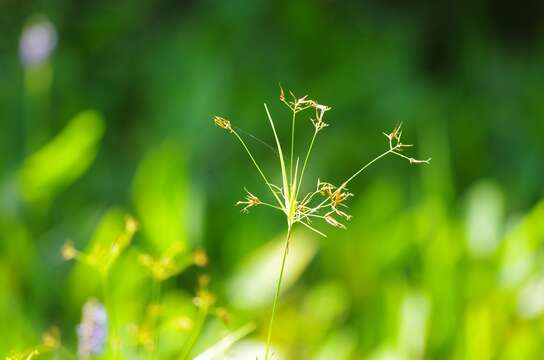 Imagem de Rhynchospora inundata (Oakes) Fernald