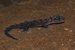 Image de Afroedura gorongosa Branch, Guyton, Schmitz, Barej, Naskrecki, Farooq, Verburgt & Rödel 2017