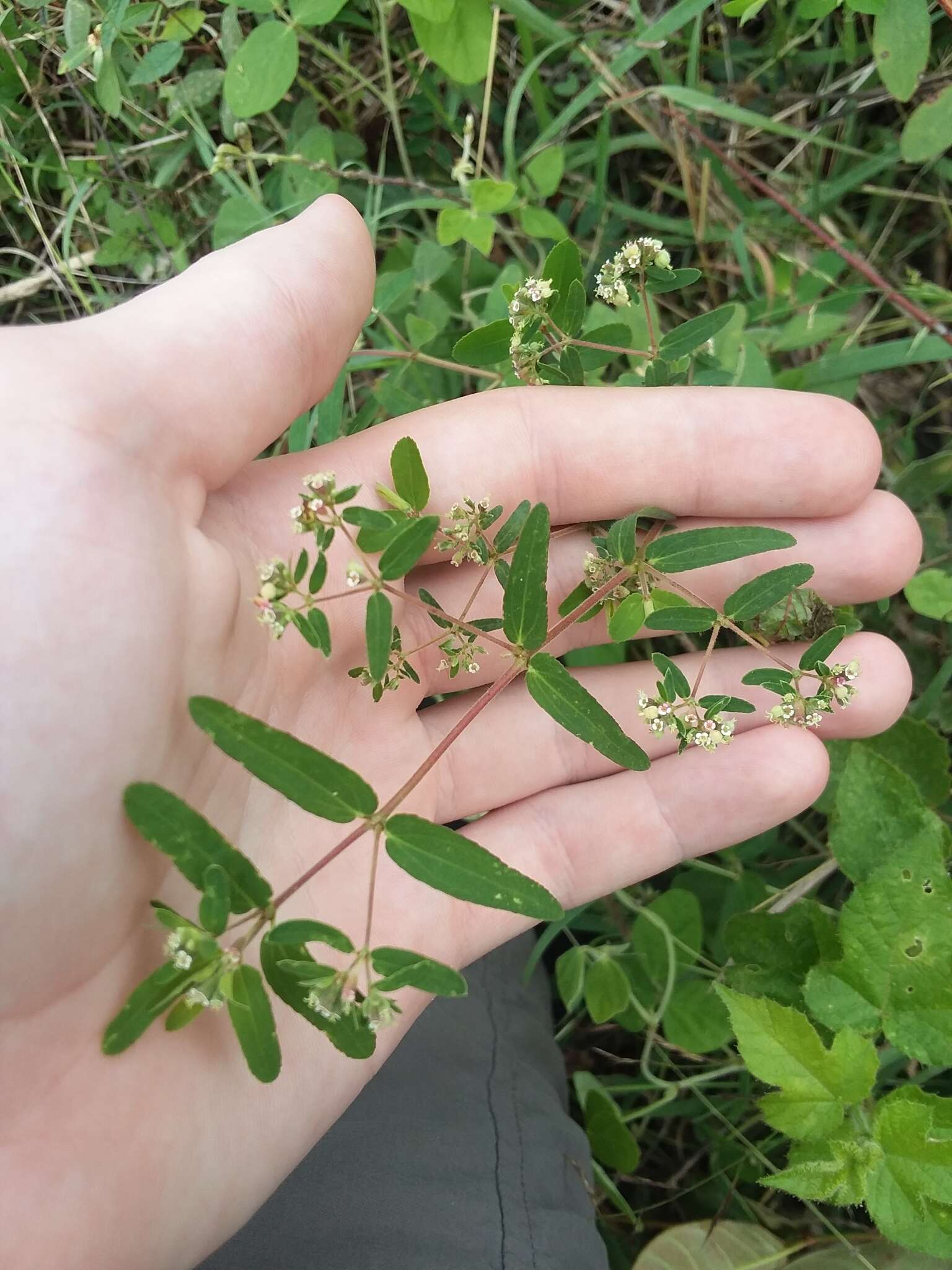 Euphorbia lasiocarpa Klotzsch的圖片