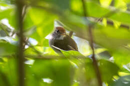 Image of Black-and-white Tody-Flycatcher