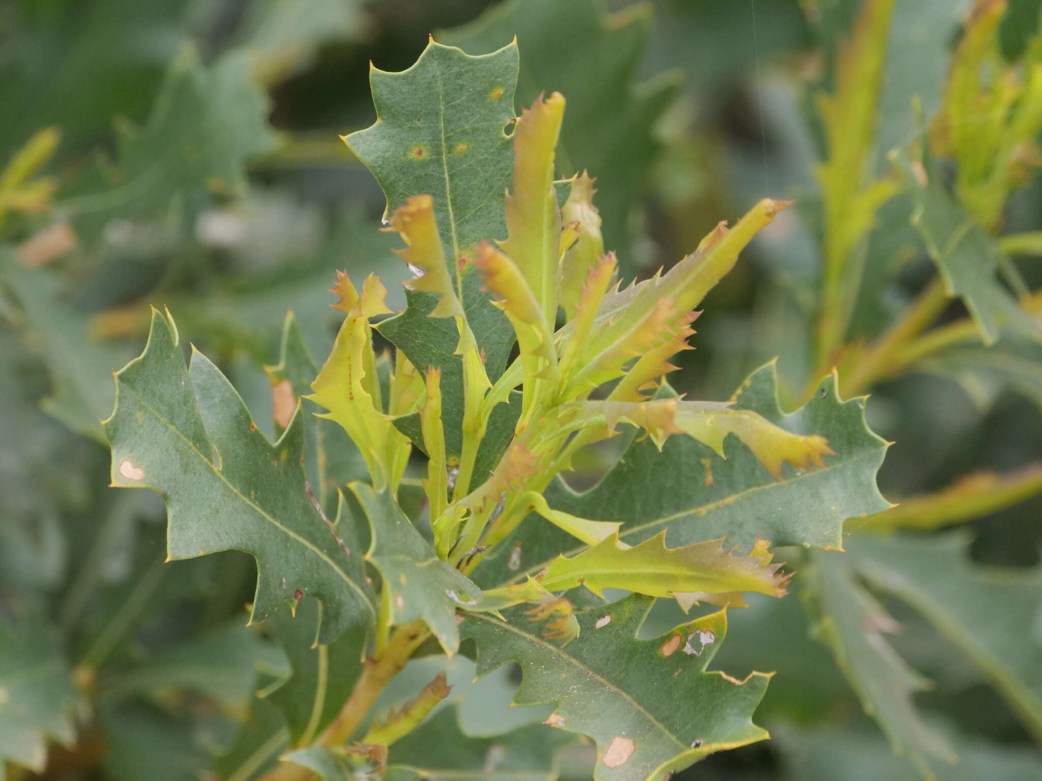 Image of Oak-leaved Banksia