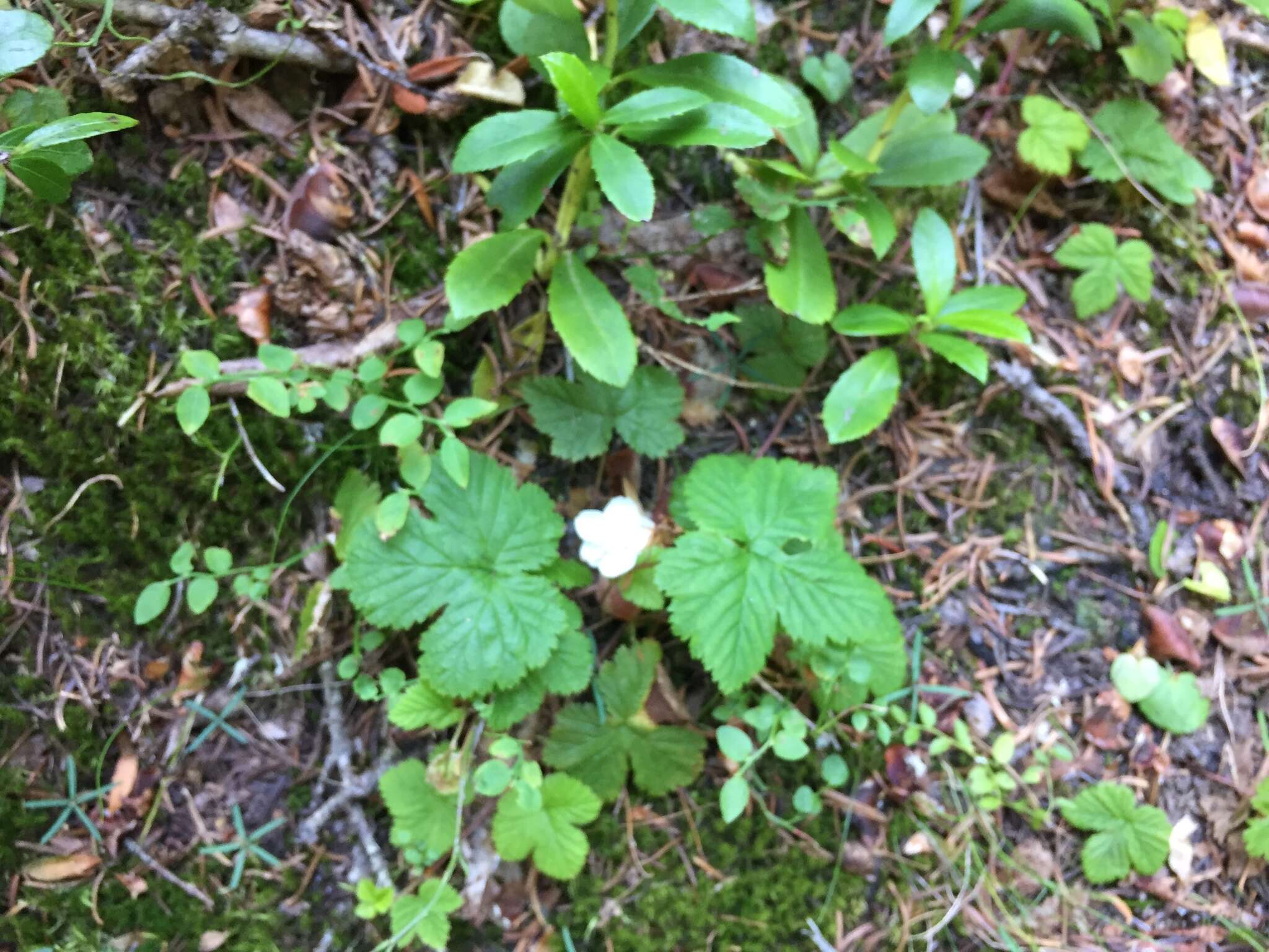 Sivun Rubus lasiococcus A. Gray kuva