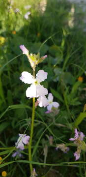 Image of Matthiola longipetala subsp. livida (Delile) Maire