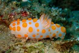 Image of Red spotted fat white slug