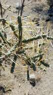 Image of branched pencil cholla