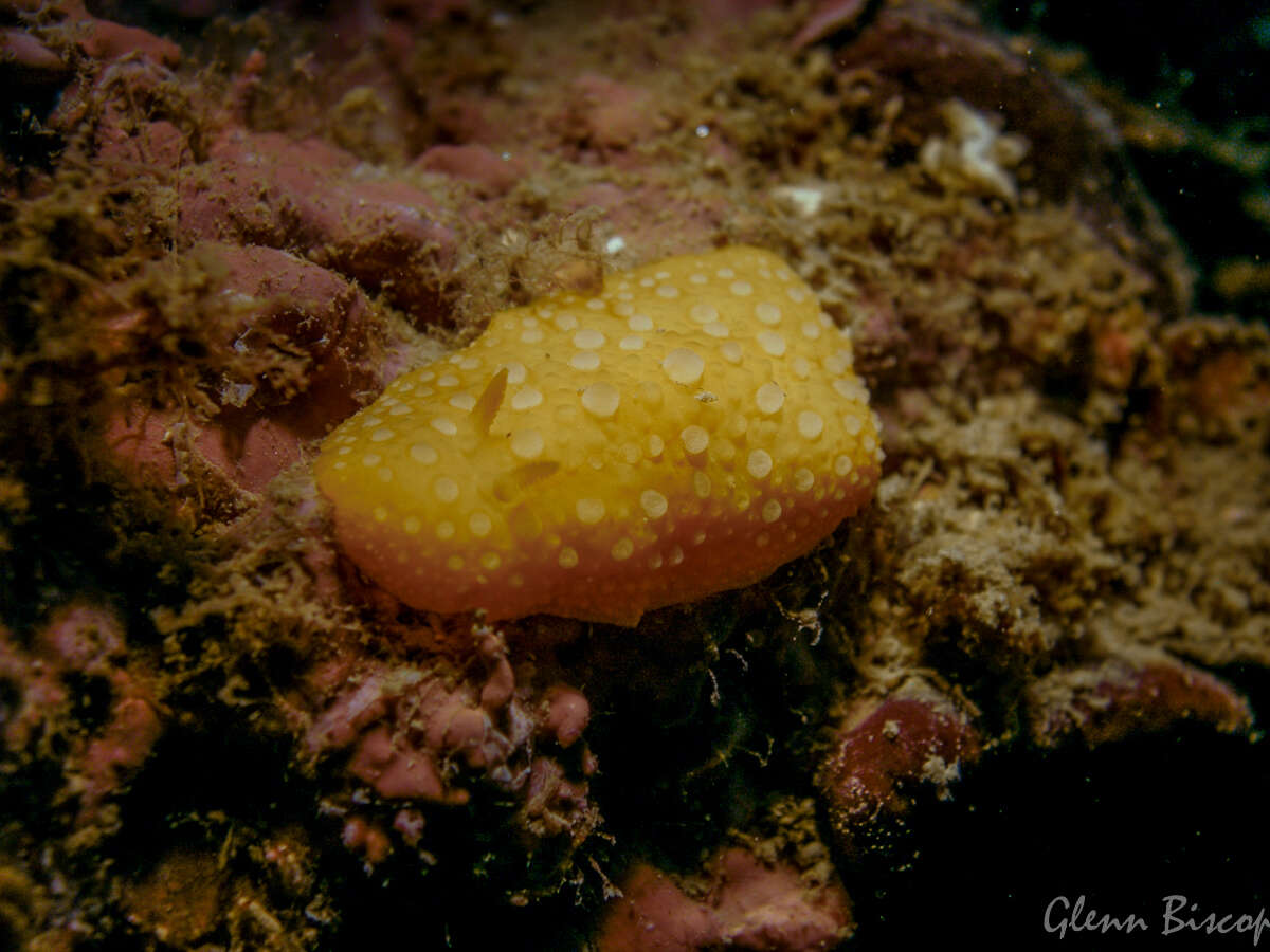 Image of white-spotted yellow nudibranch