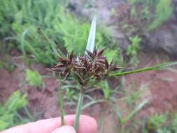 Cyperus nitidus Lam.的圖片