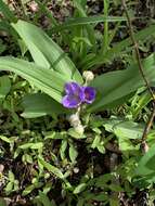 Image of Ozark spiderwort