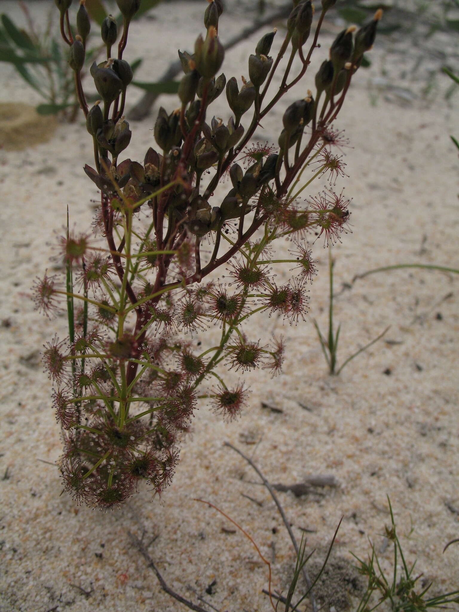 Image de Drosera stolonifera subsp. humilis (Planch.) N. Marchant