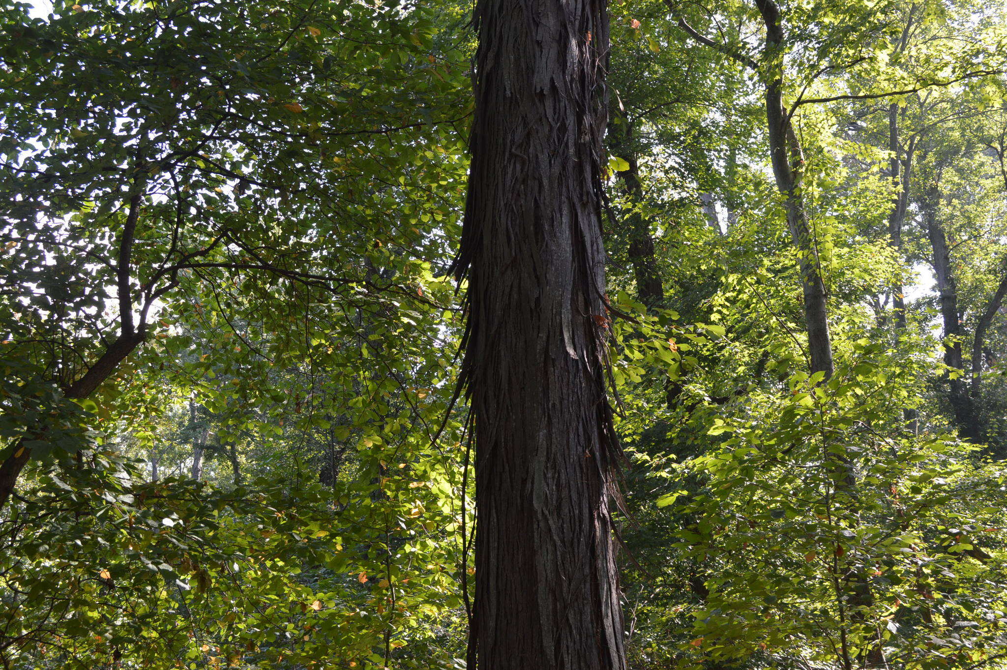 Image of shagbark hickory