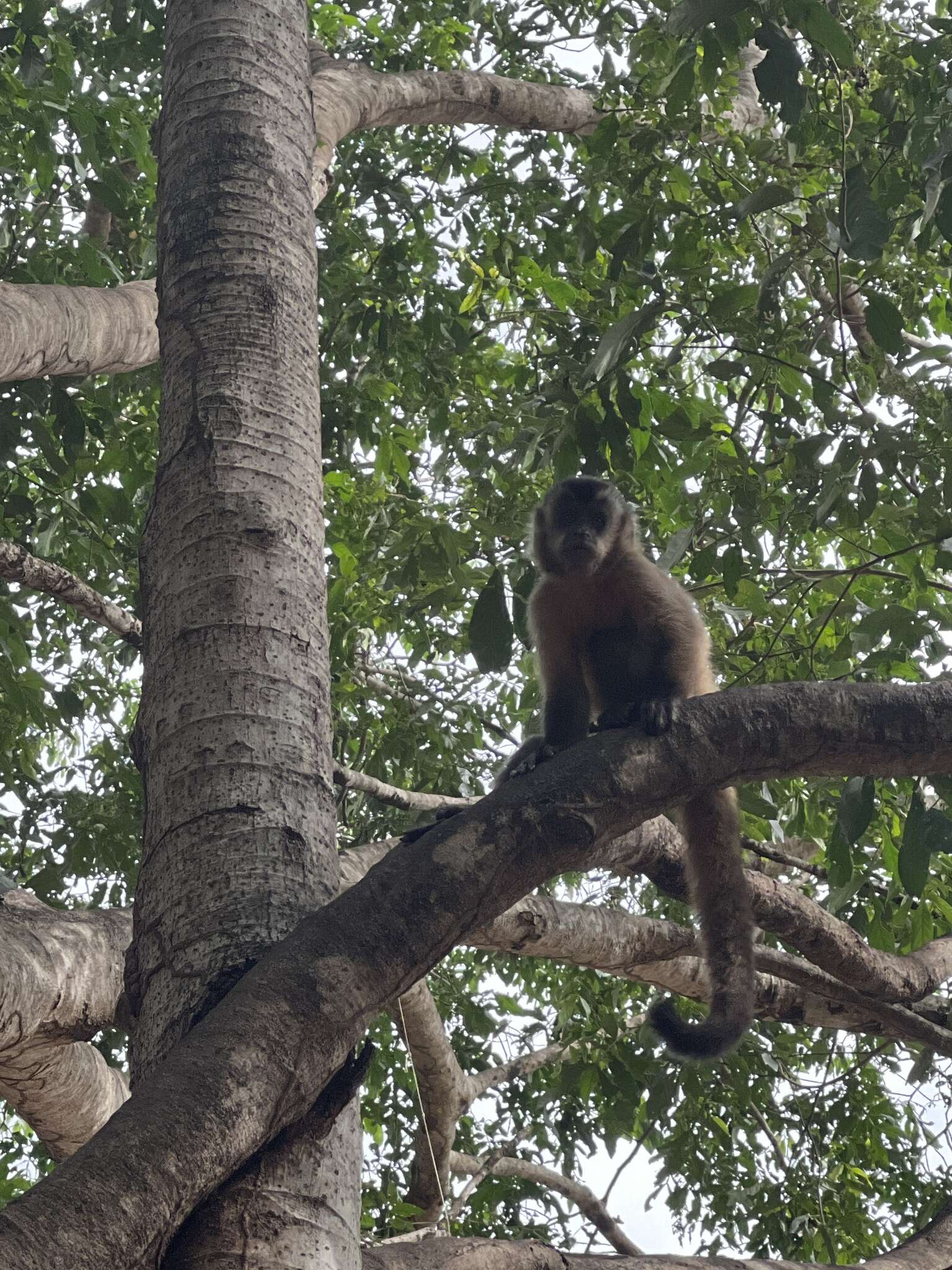 Image of Bearded Capuchin