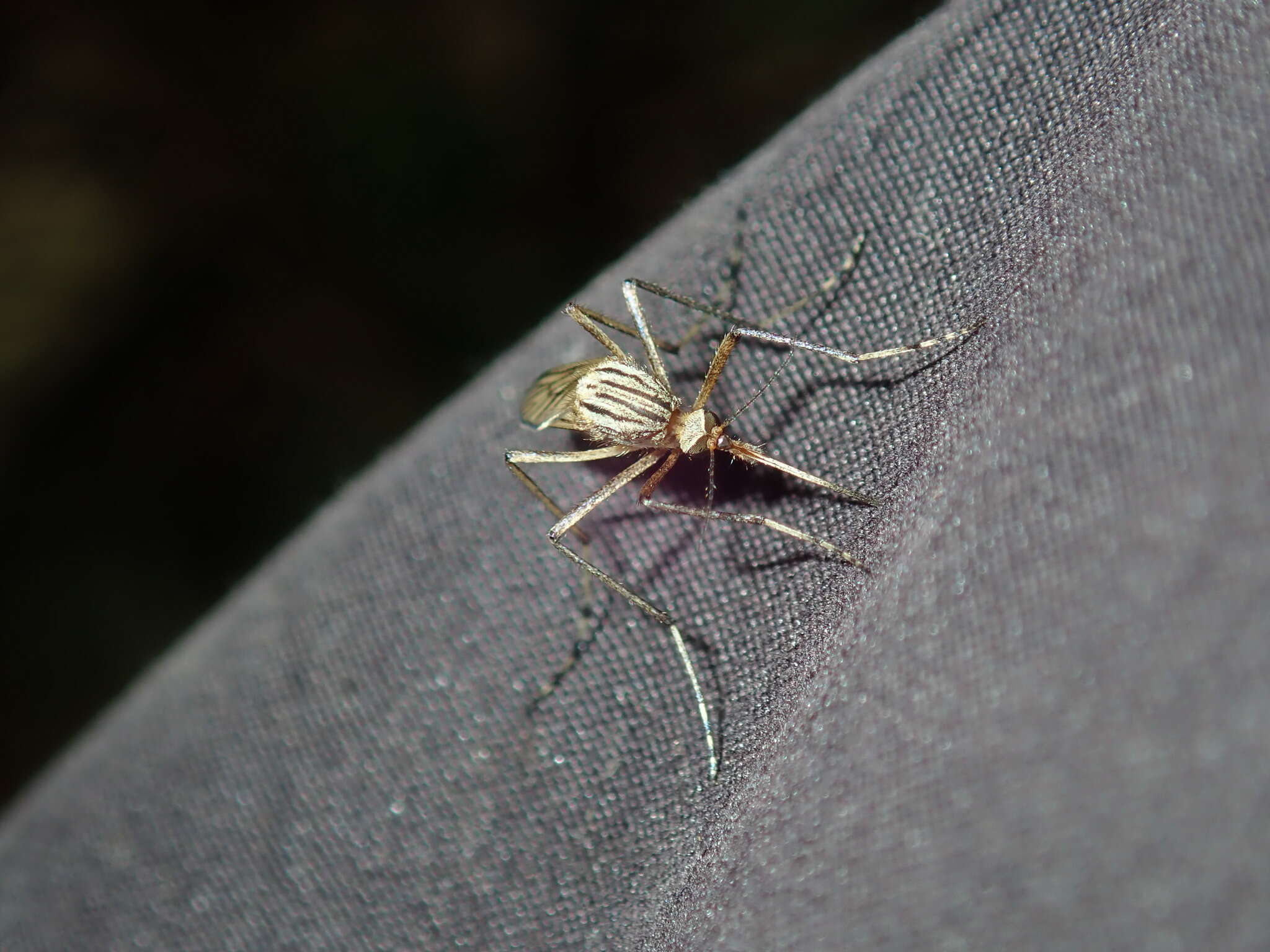 Imagem de Aedes vittiger (Skuse 1889)