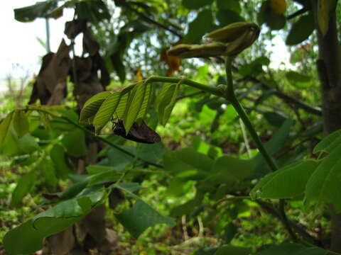 Image of Hammock Skipper