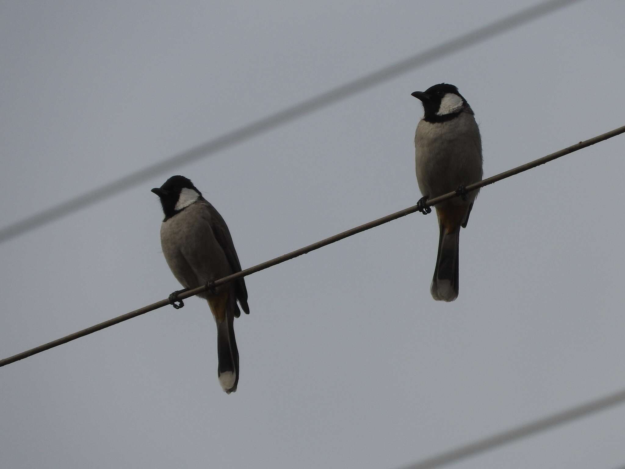 Image of White-eared Bulbul