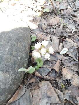 Image of Petasites rubellus (J. F. Gmel.) Toman