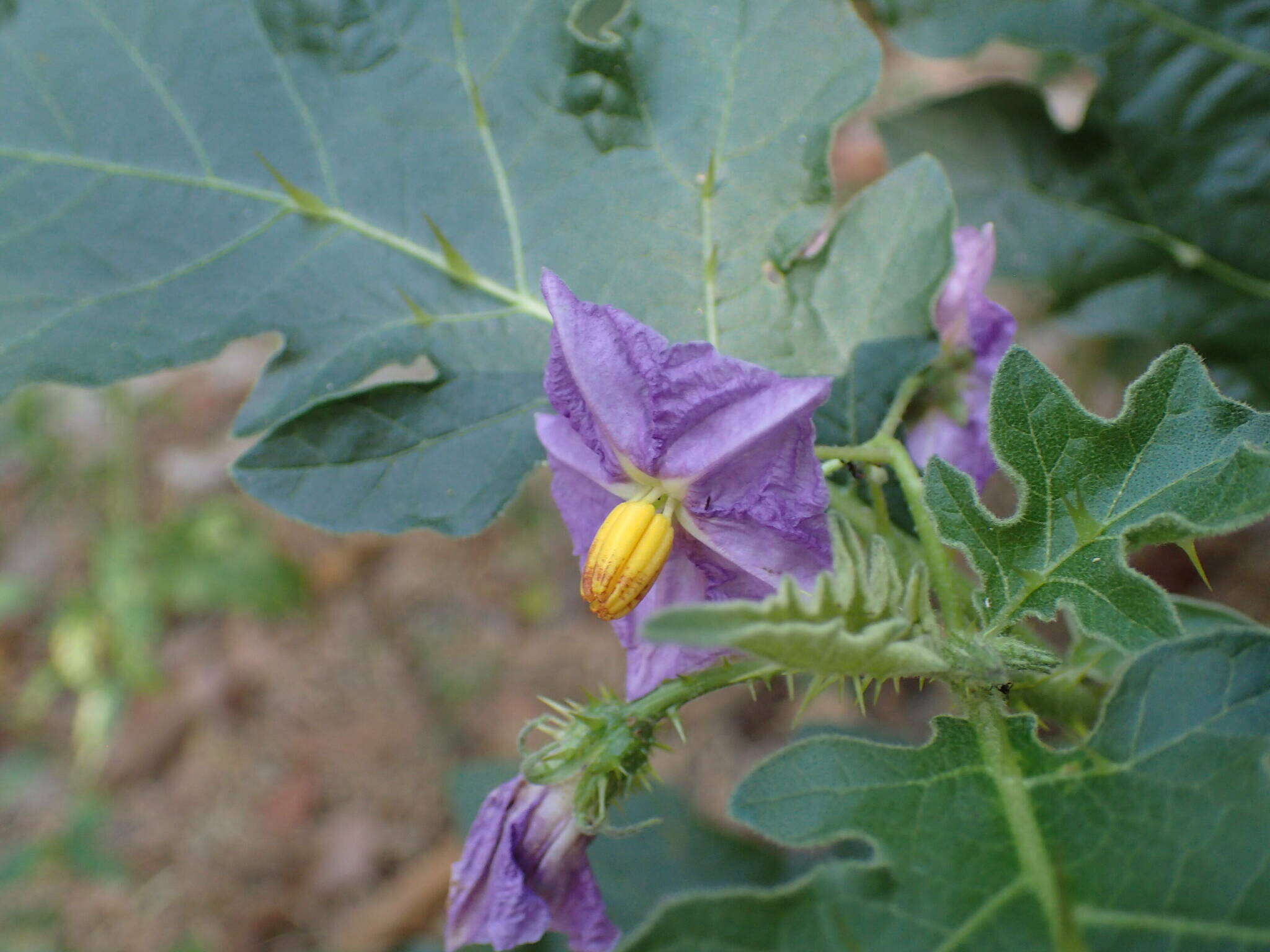 صورة Solanum dasyphyllum Schum. & Thonn.