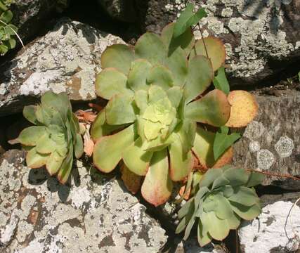 Image of Aeonium cuneatum Webb & Berth.