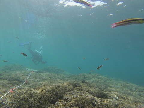 Image of Cortez Rainbow Wrasse