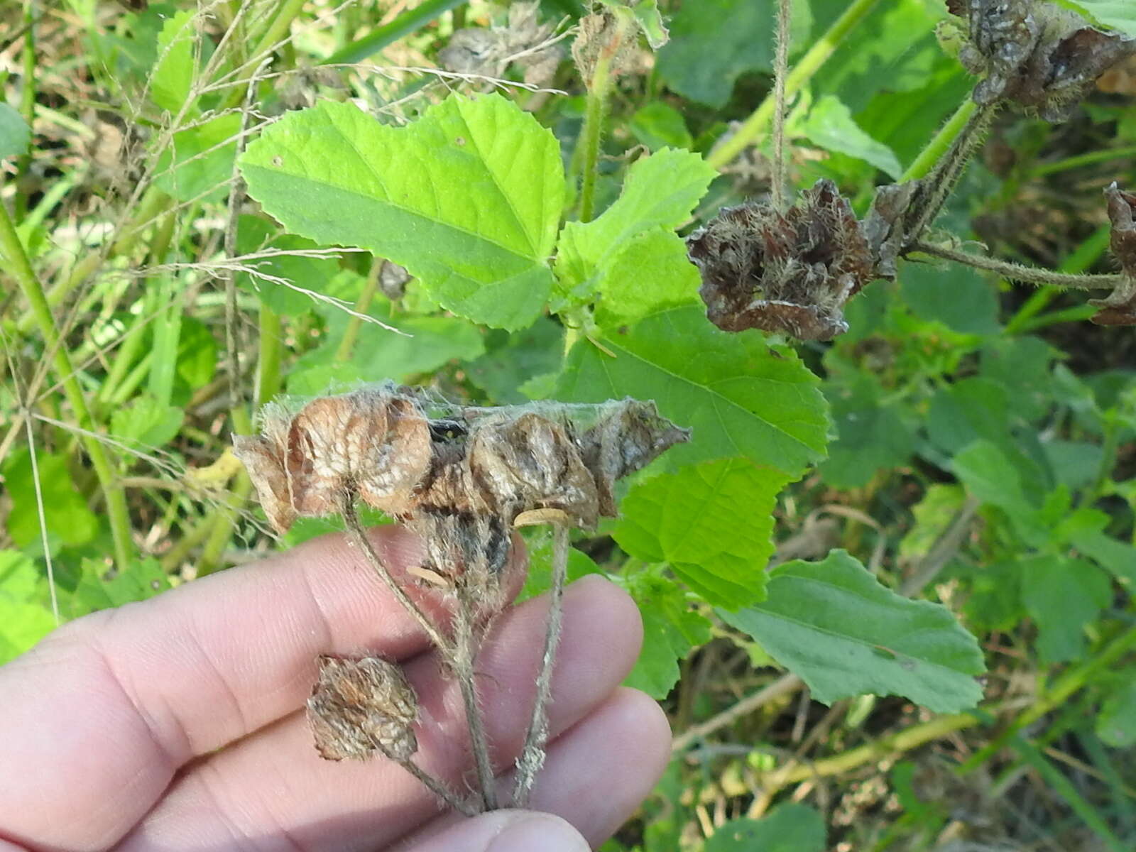 صورة Malachra capitata (L.) L.