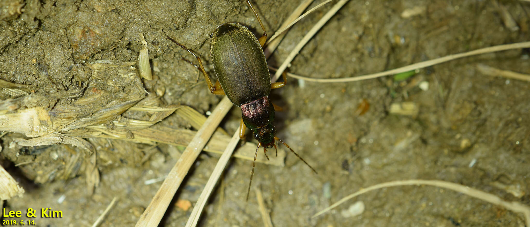 Image of Chlaenius (Chlaenius) pallipes (Gebler 1823)