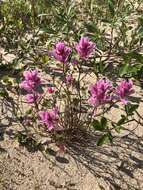 Image of Raup's Indian paintbrush