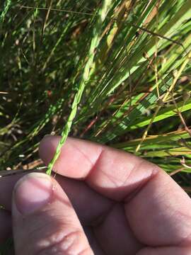 Image of scaleleaf aster