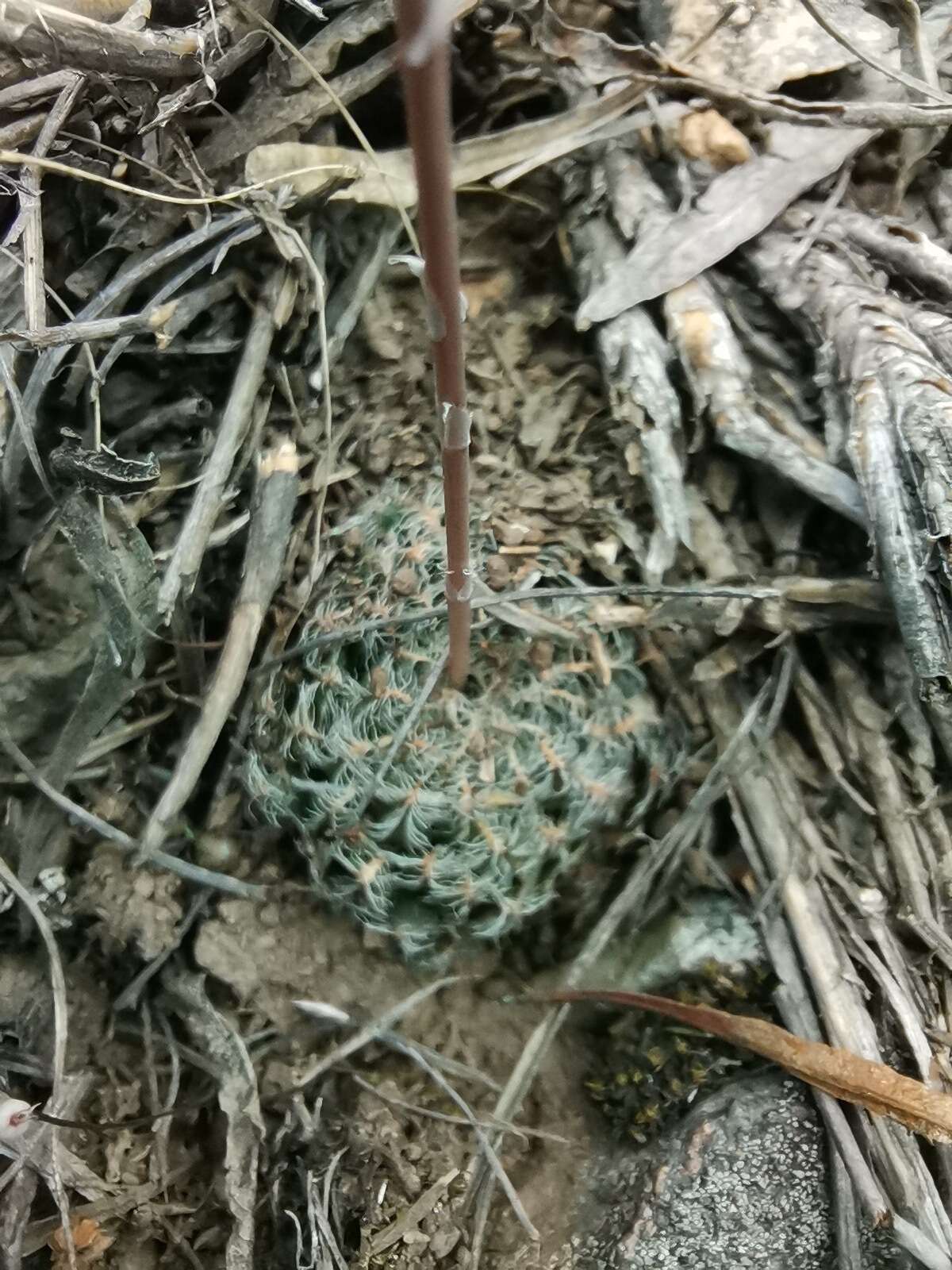 Image of Haworthia arachnoidea var. setata (Haw.) M. B. Bayer