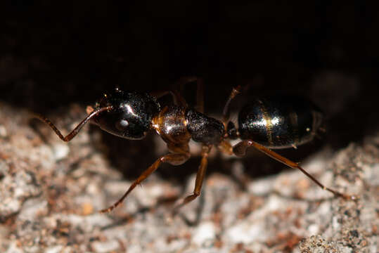 Image of Camponotus fallax (Nylander 1856)