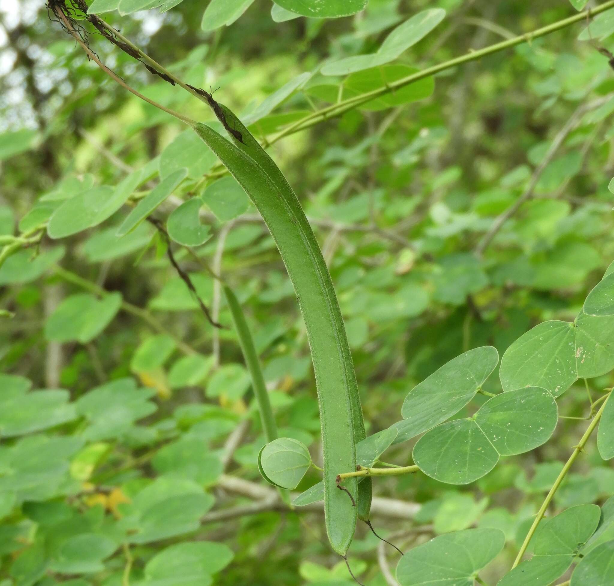 Plancia ëd Bauhinia pauletia Pers.