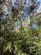 Image de Leptospermum microcarpum Cheel